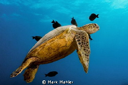 Turtle canyon cleaning station, south shore Oahu, Hawaii
... by Mark Mahler 